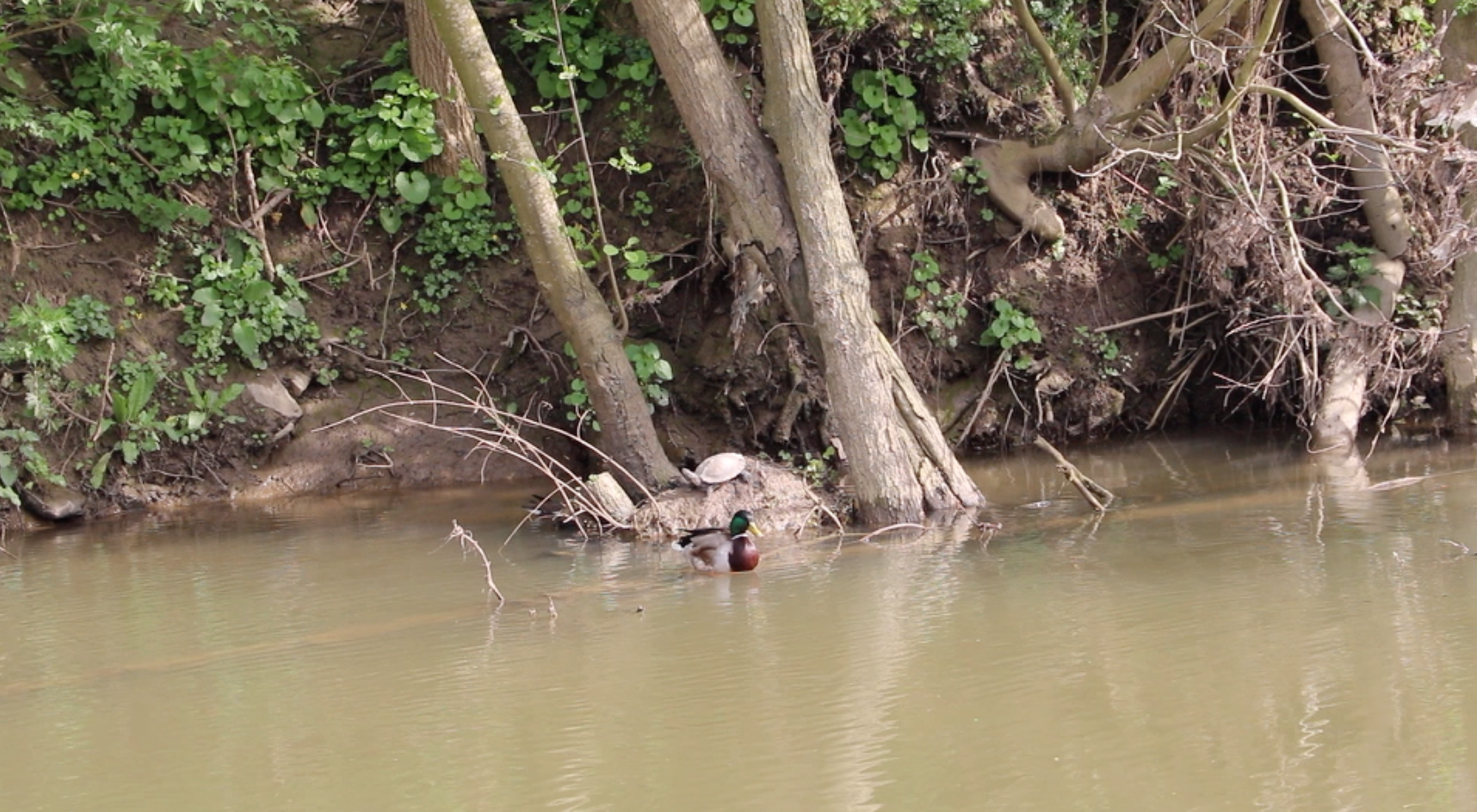 denderdieren Denderdieren